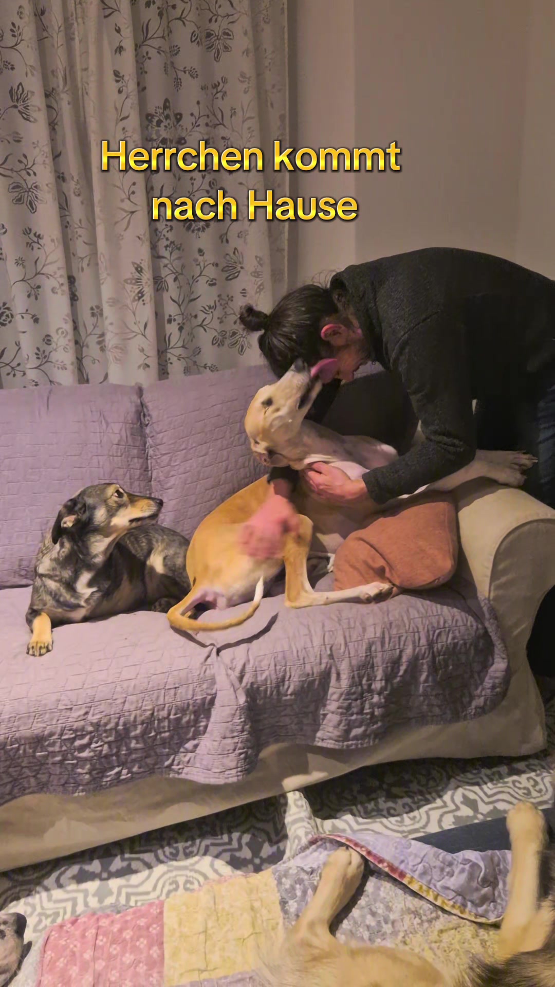 @Handicap.dogs.on.tour.