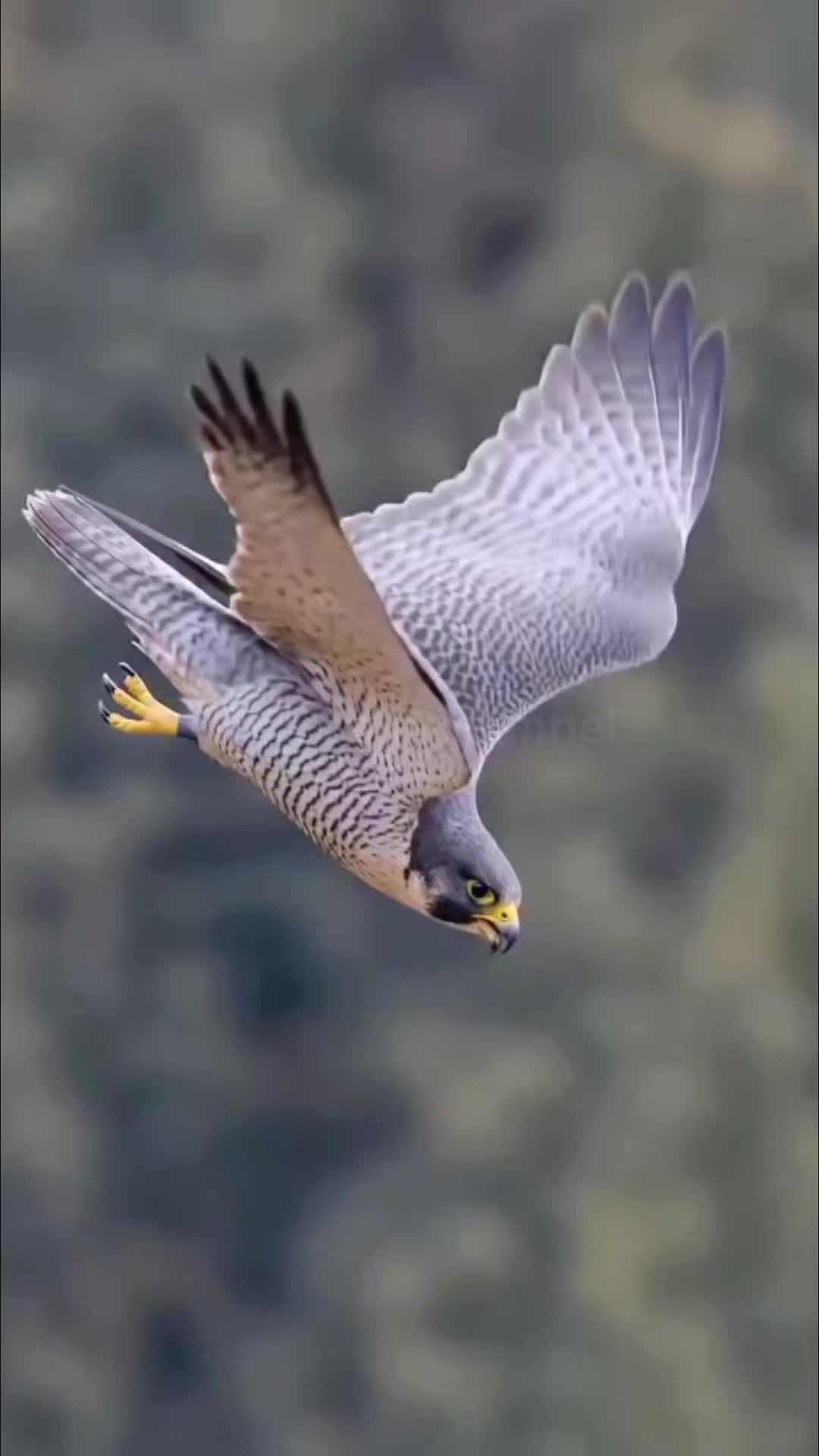 @UK animal channel🇬🇧