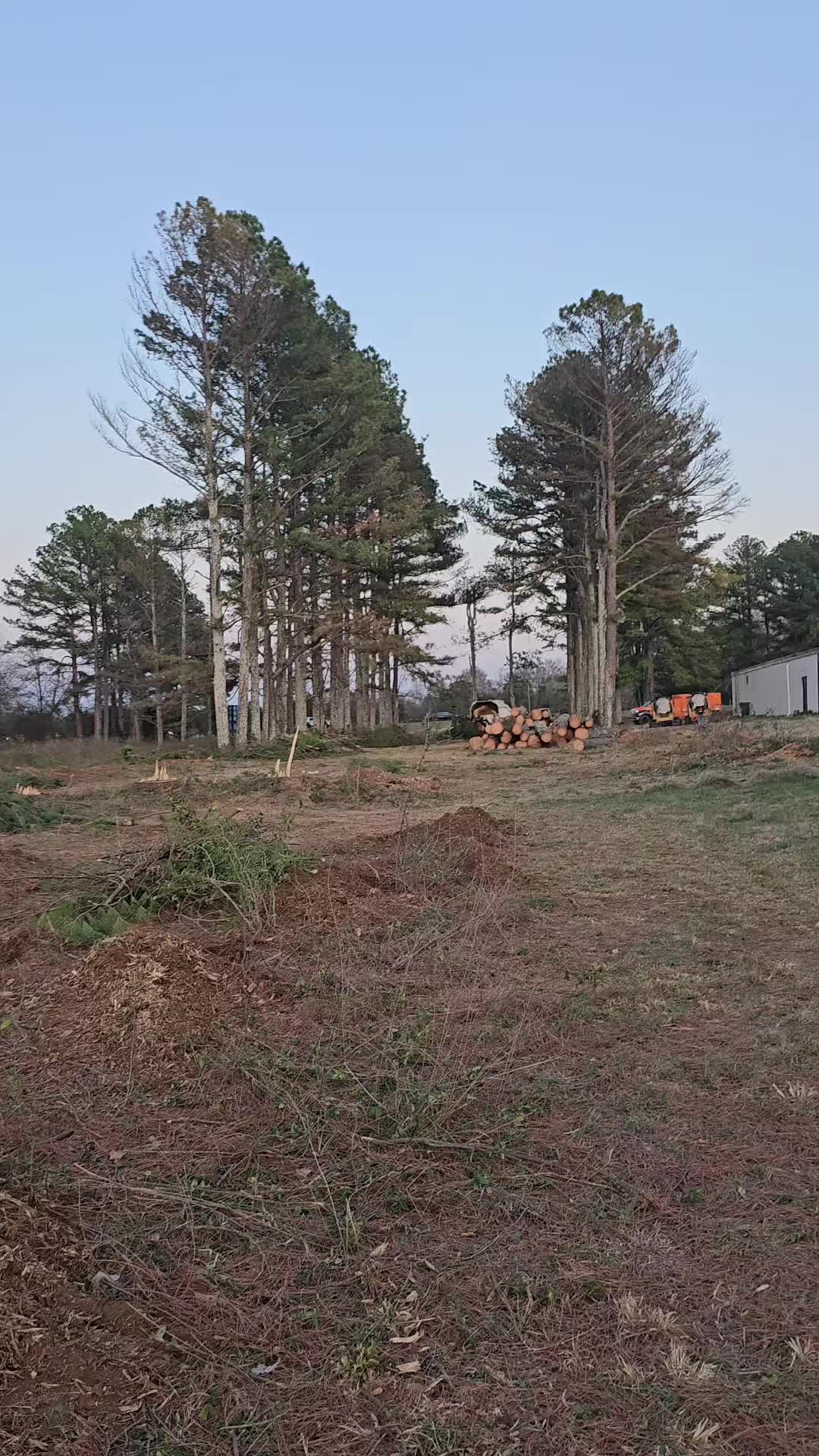 @TLC TREE CHAD