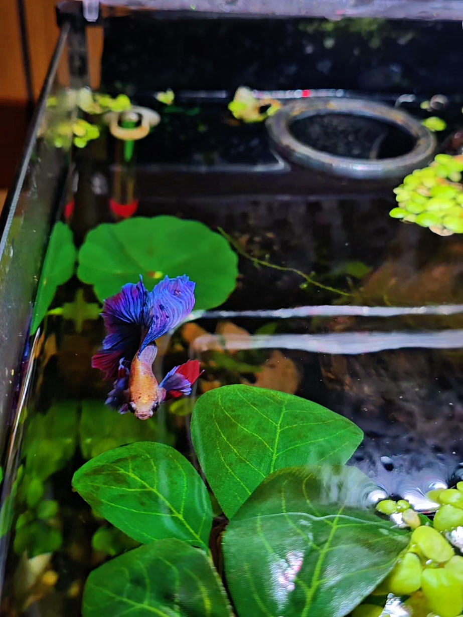 @NebulaTheBetta