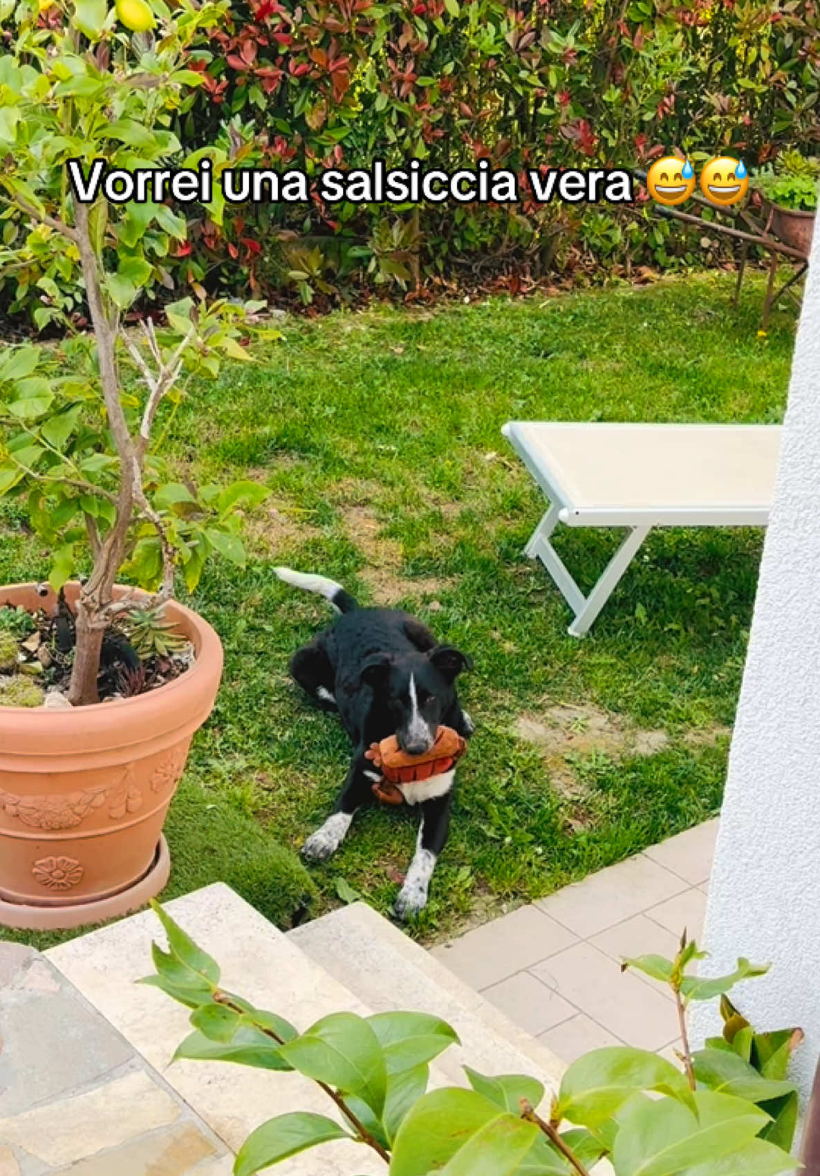 @Cippy & Romeo-a🤣