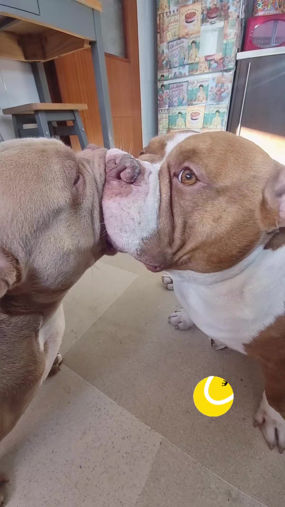 @Americanbully.Boyka