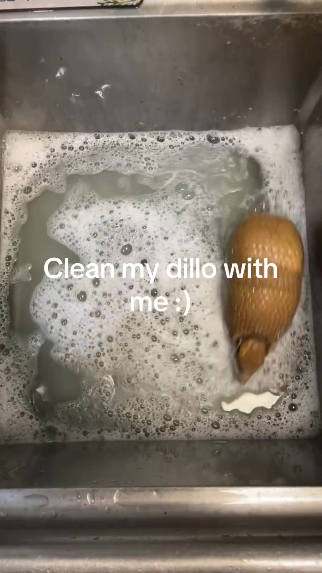 @livilou🐞