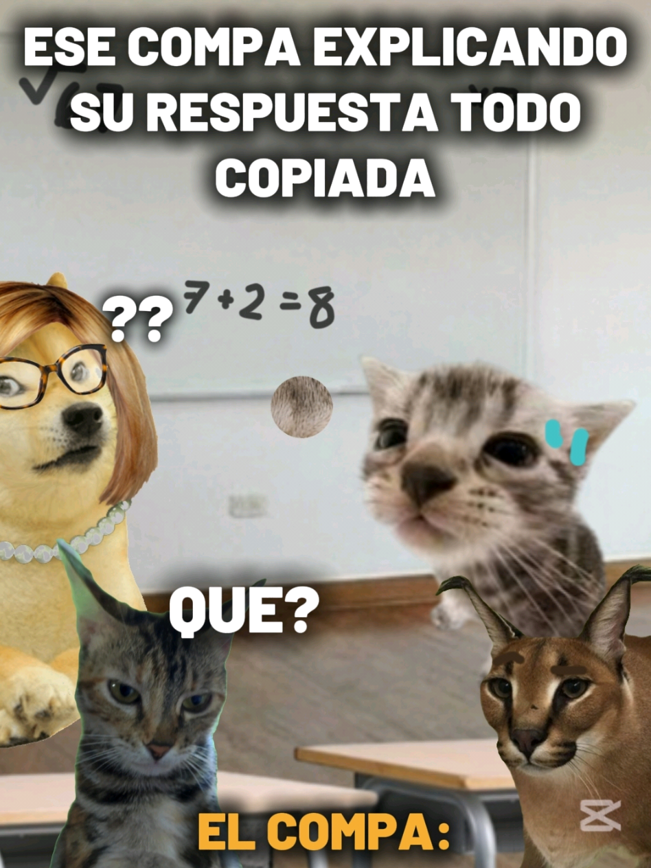 @TIGRITO EN MEMES