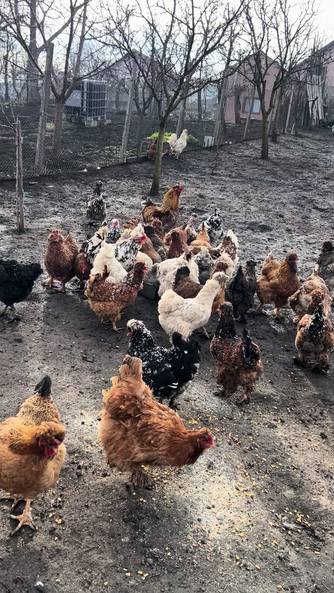 @Găini Moțate Românești