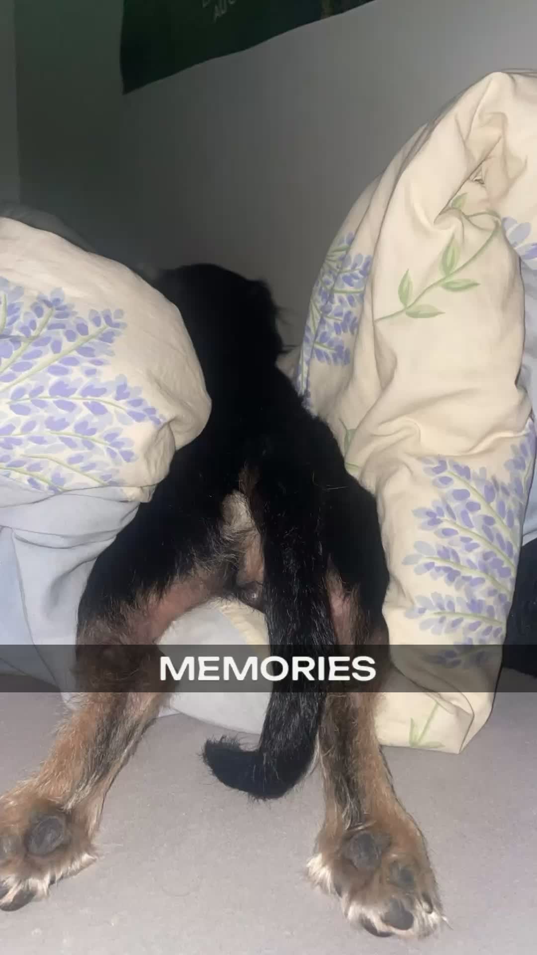 @xixi.alexis