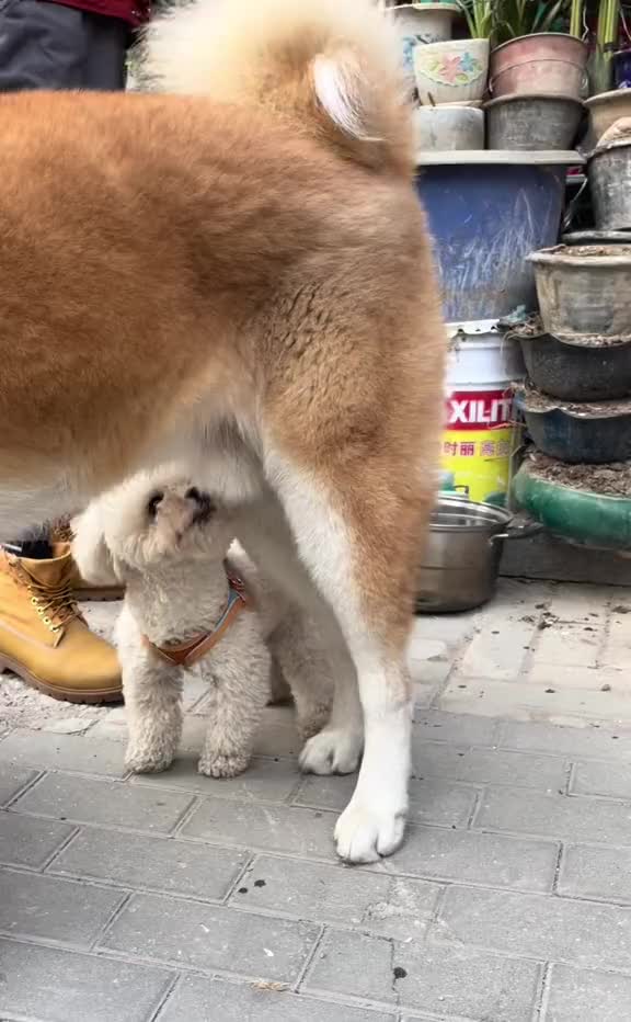 @cutepetfoodie