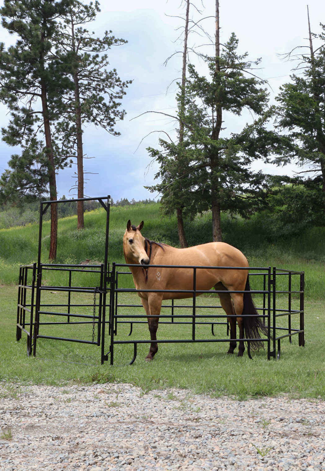 @Diamond W Barrel Horses 🇨🇦