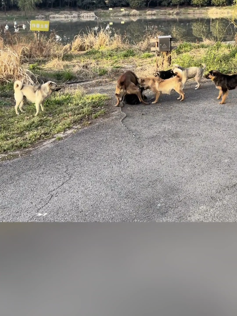@videos animals funny