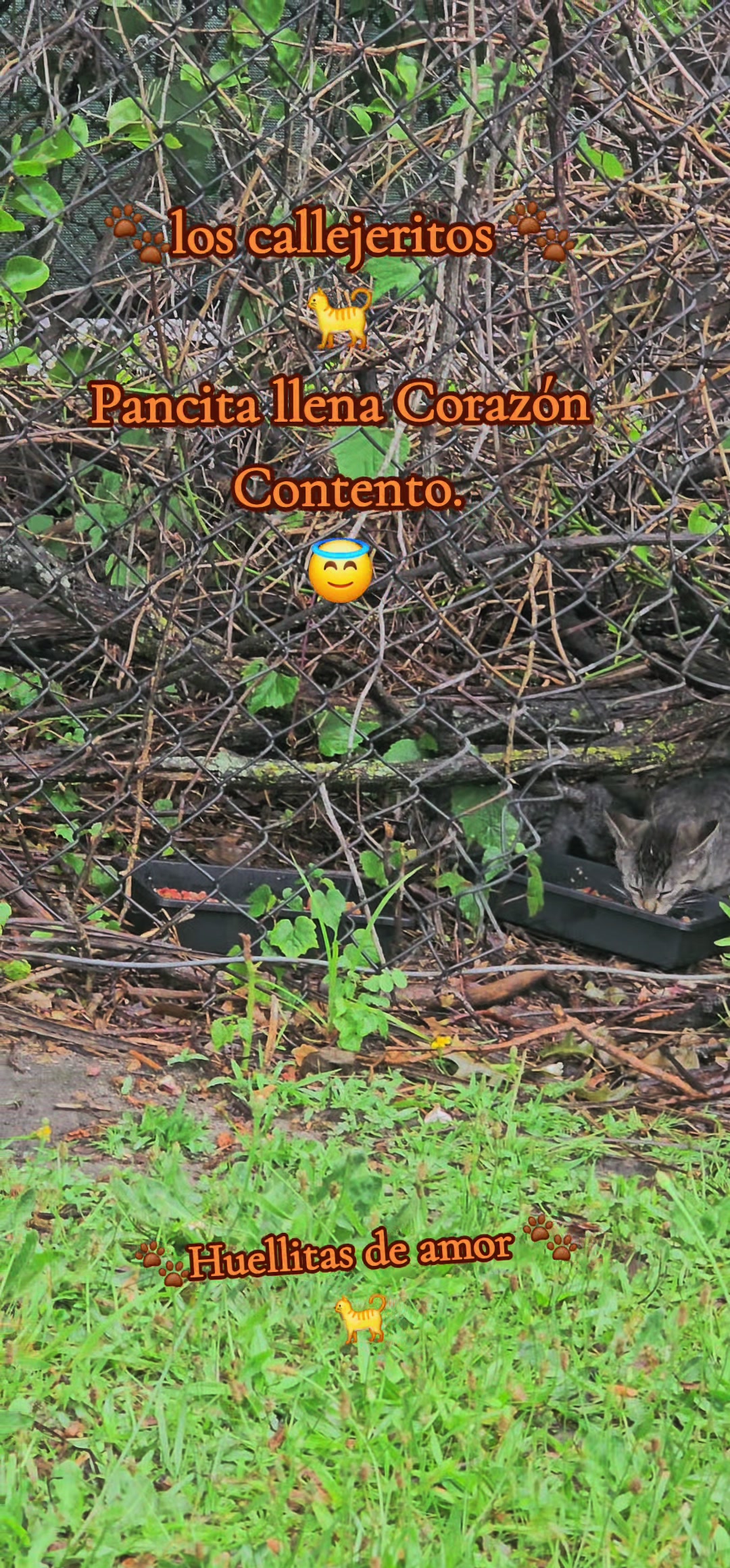 @🇲🇽Guli.Carrada 🐈&zwj;⬛