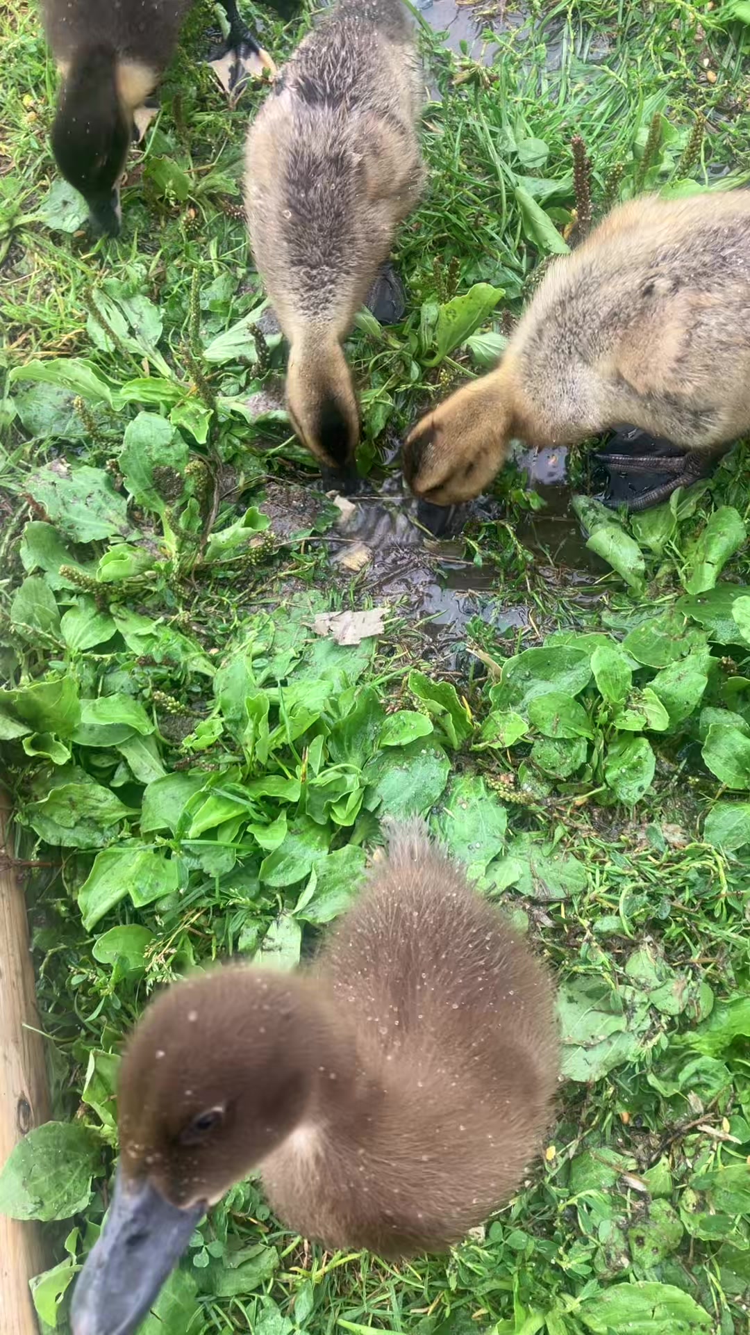 @Willowlanealpacas