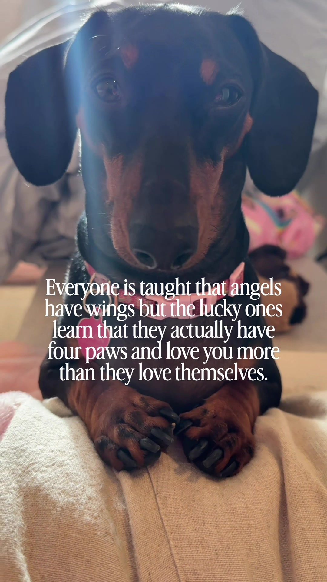 @Penny the Dachshund