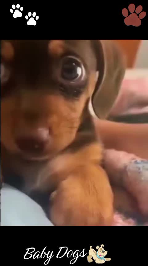 @Gulp 🇦🇹Team Chihuahua ❤