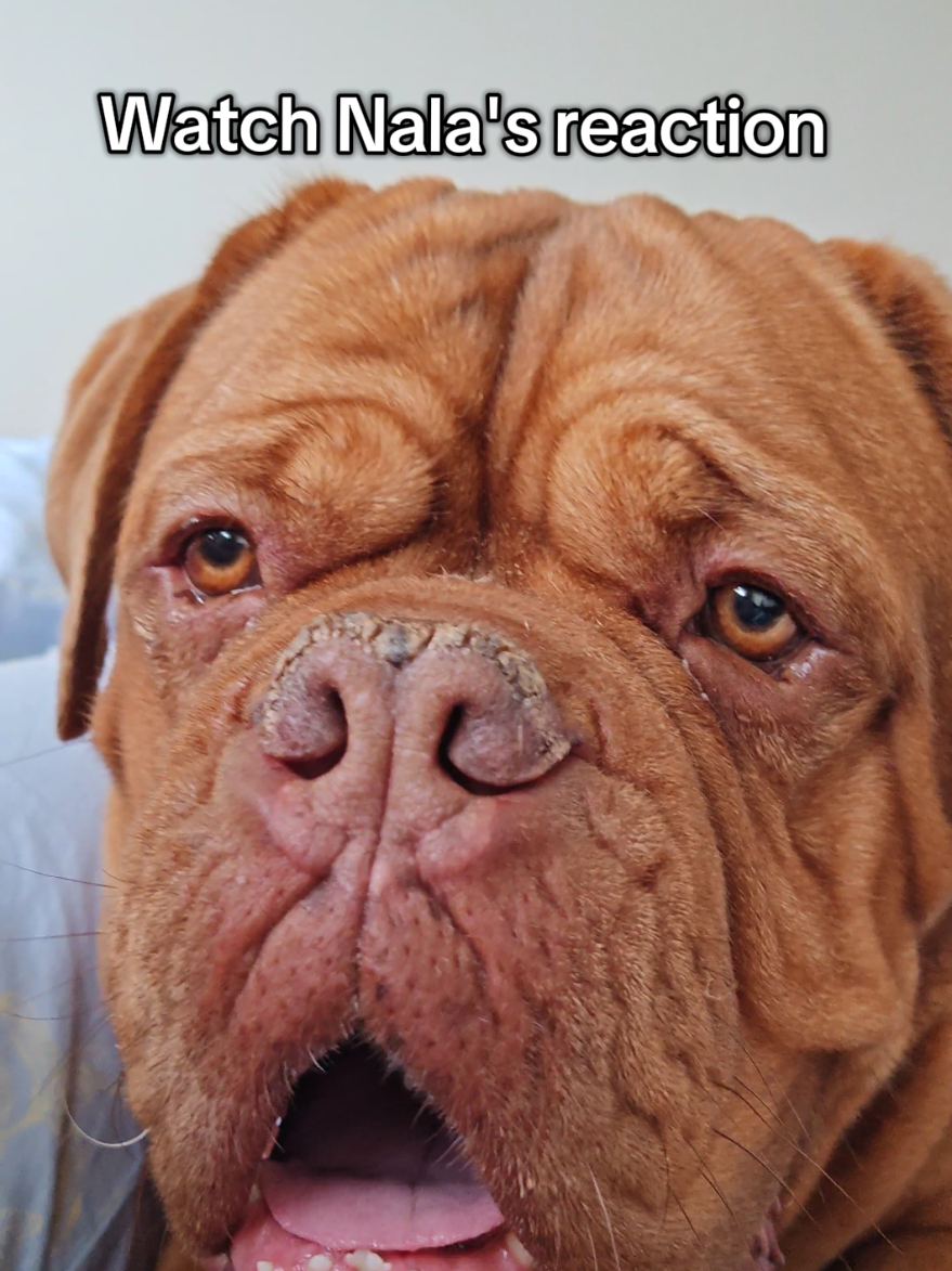 @Diva Dogue Nala