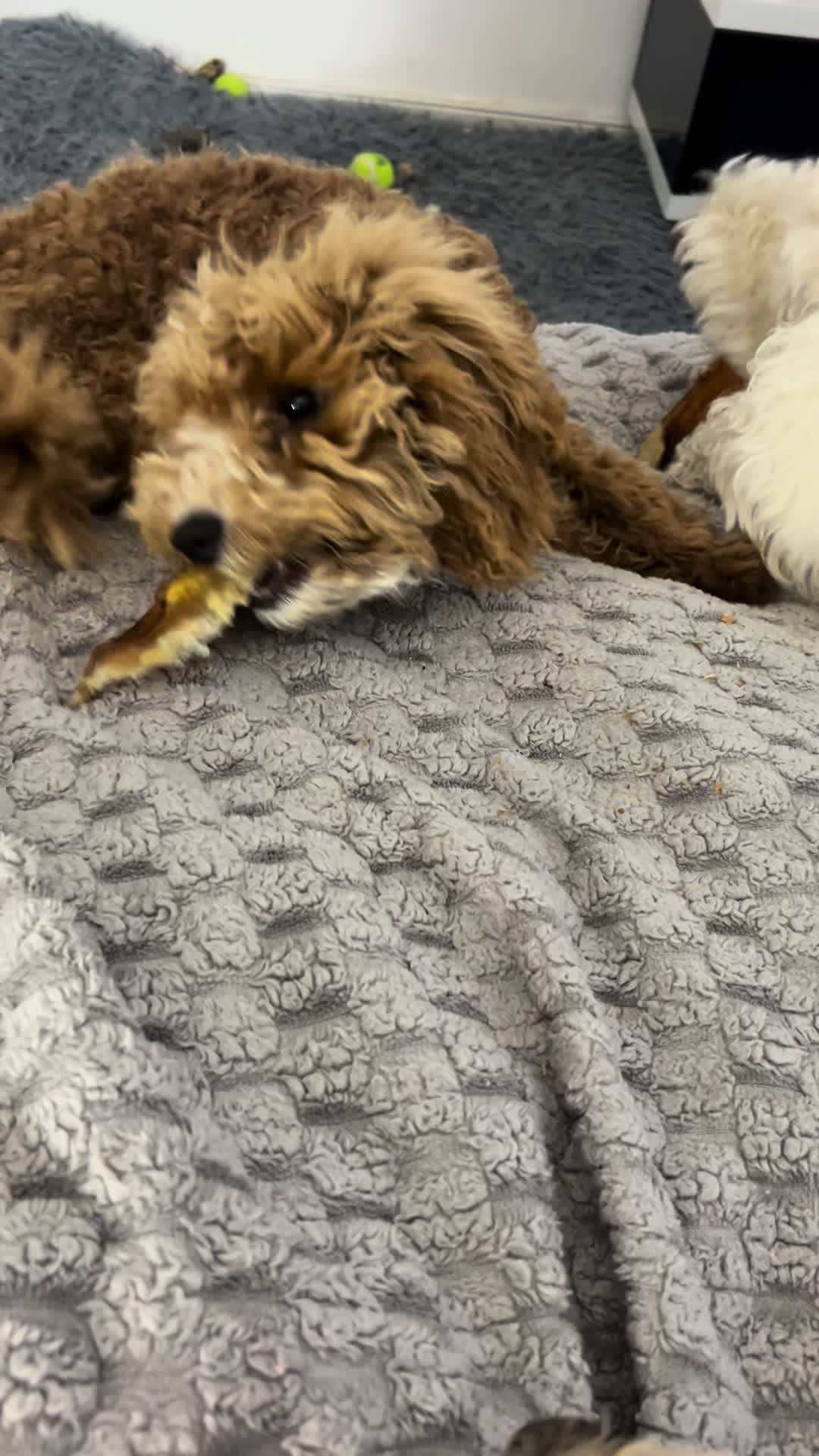 @Daisy elmo olly 🏴