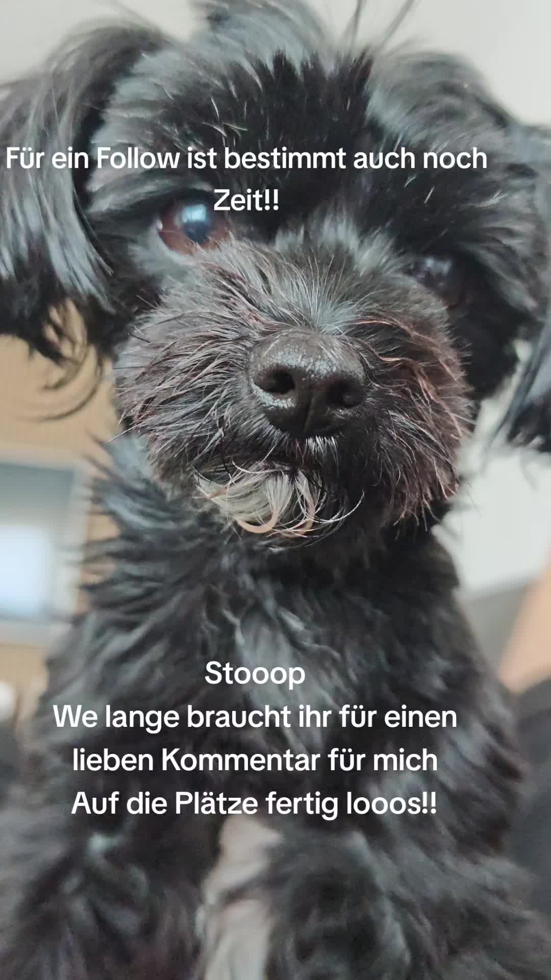 @P&ouml;ppi