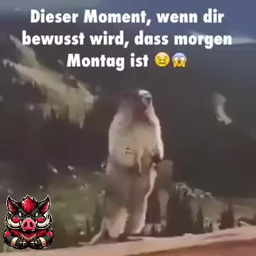 @🐗Fr&auml;nkischer-Rampen- Eber🐗