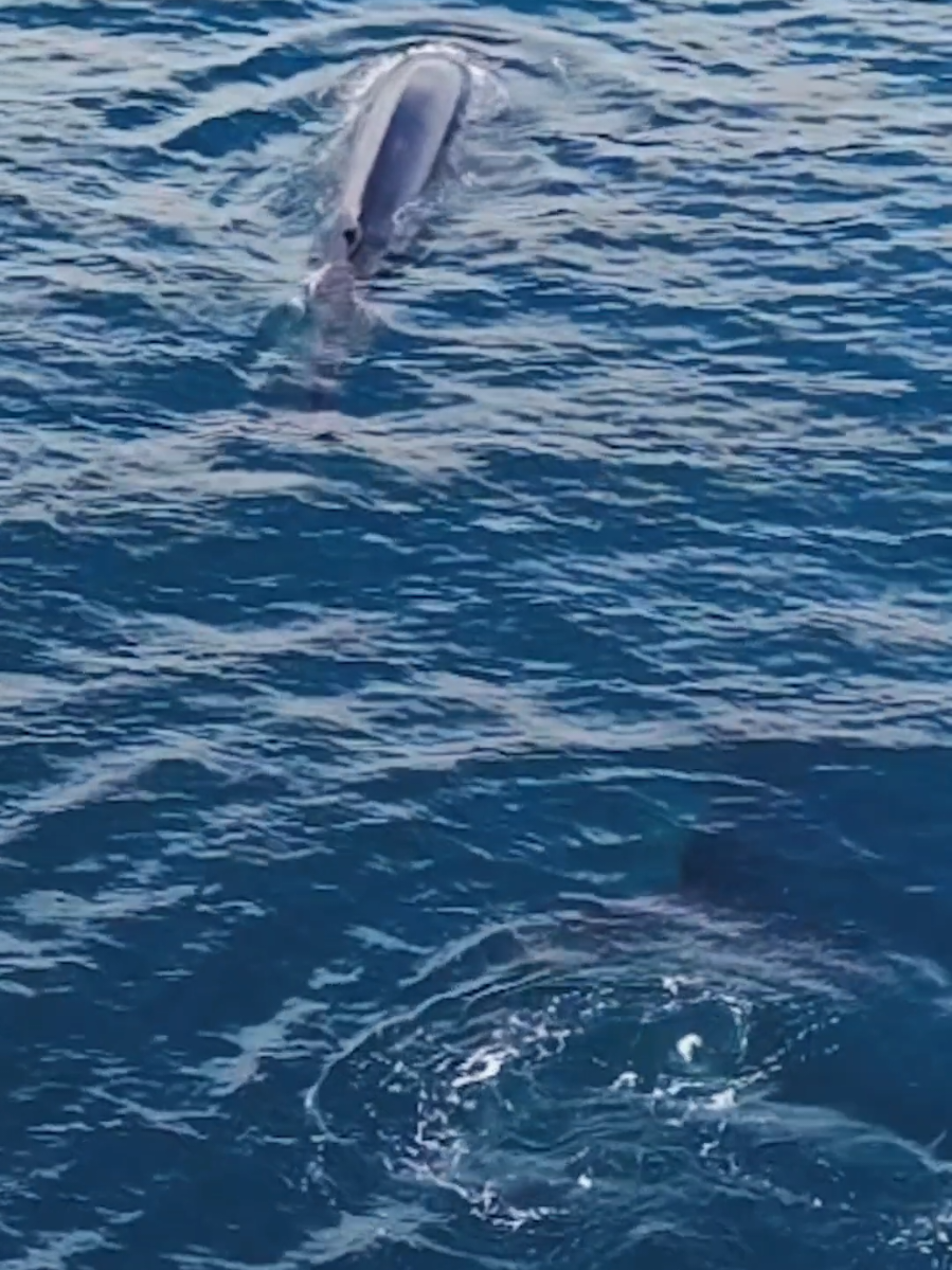 @Adventure Whale Watching