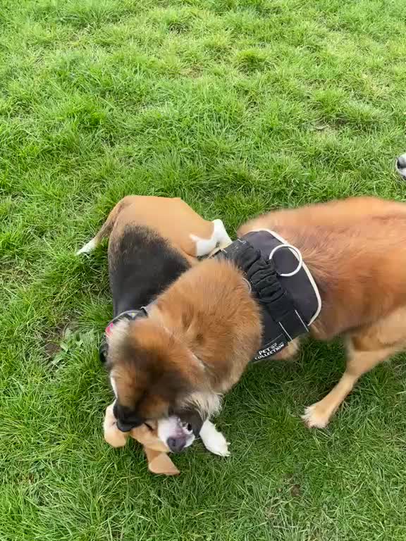 @Lauren & Sam&rsquo;s Dog Walking