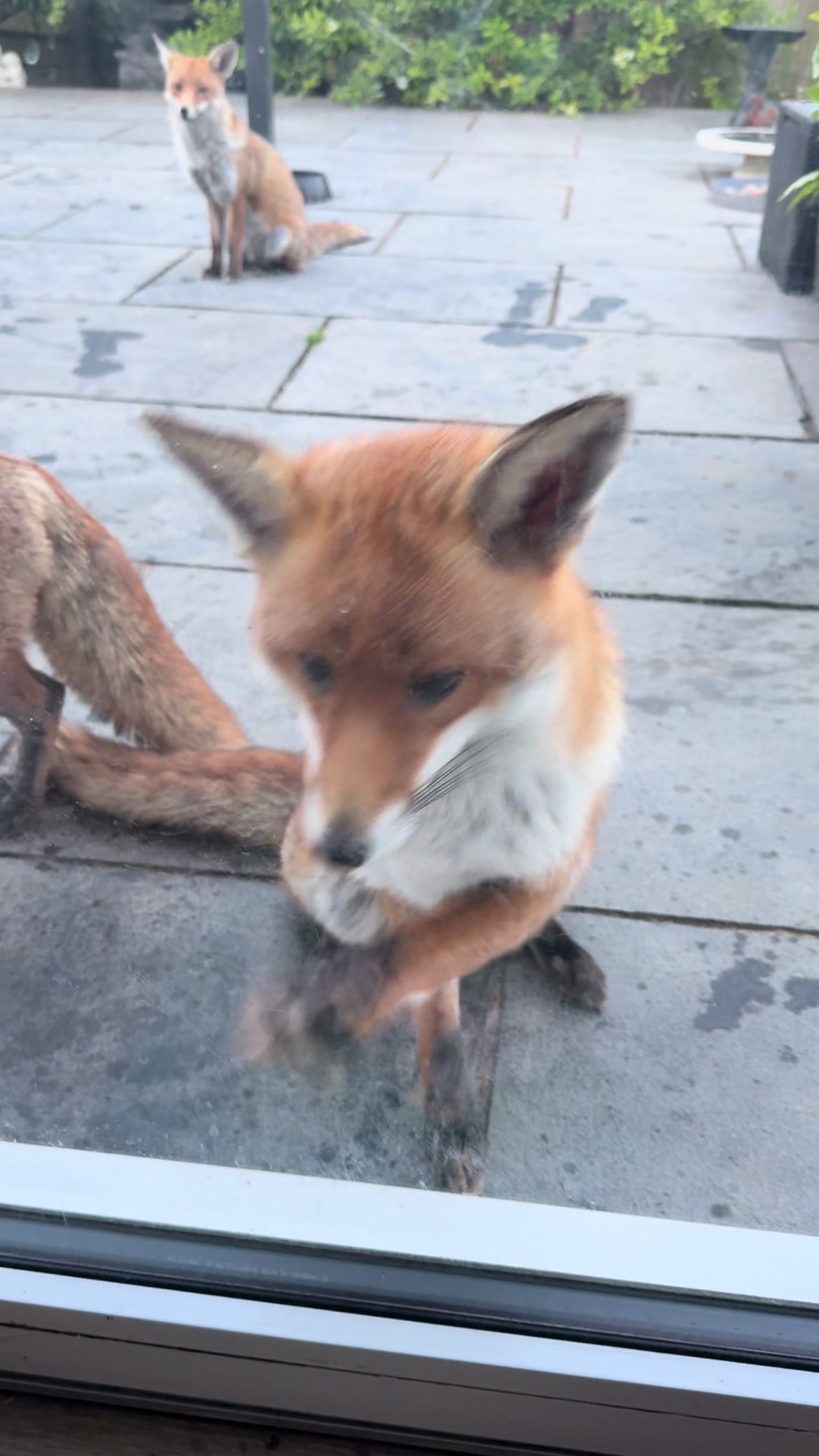 @gp_foxes