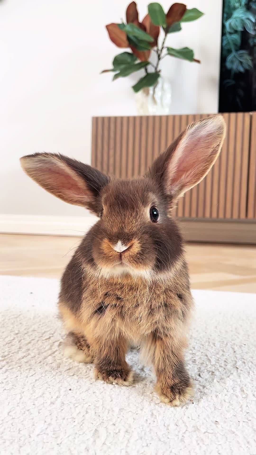@Tiny bunny Arwen ✨