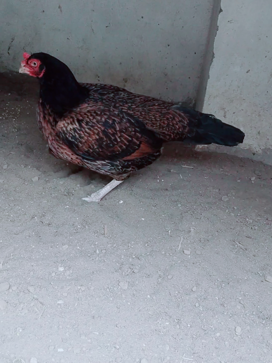 @Sajjad Aseel Farm