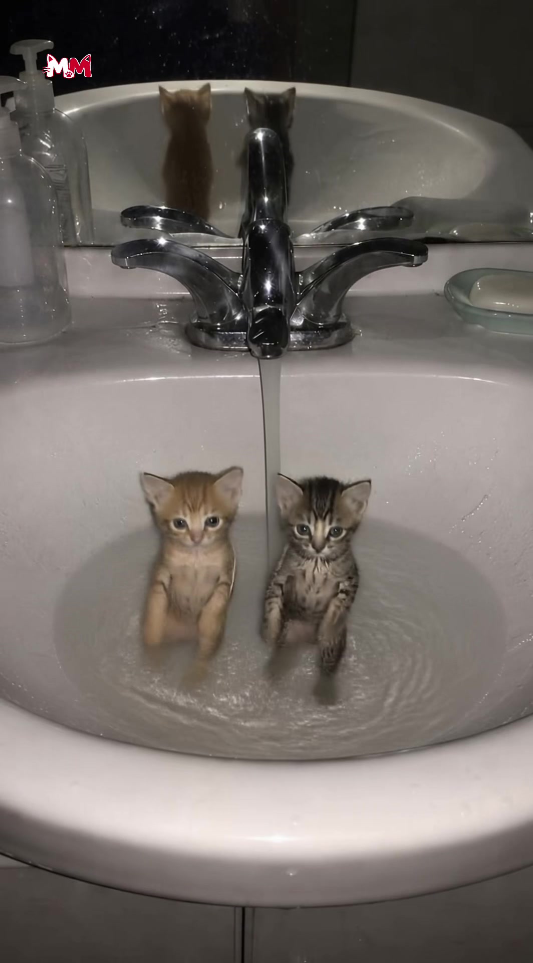 @meowmotion