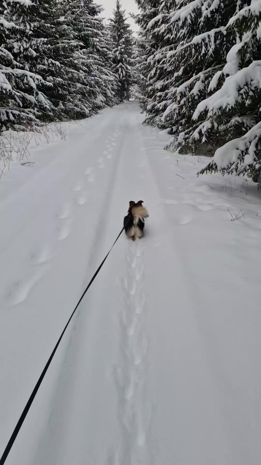 @MustaSyd&auml;n