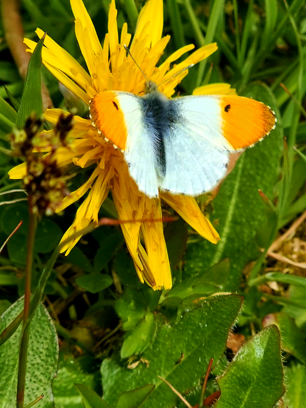 @Spotting~Wildlife~@JuStNaTuRe