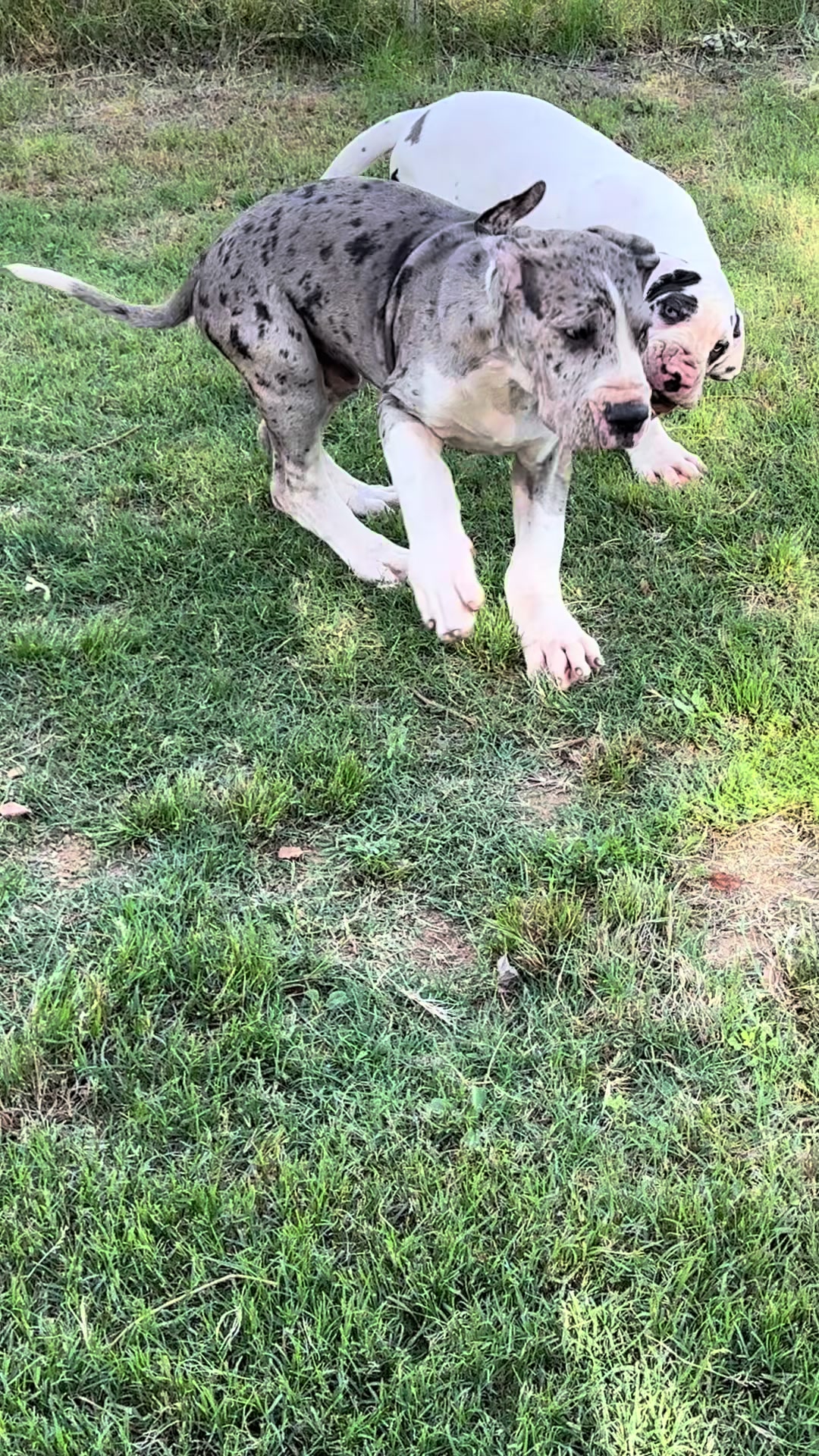 @Dеlмаdоg 🐾