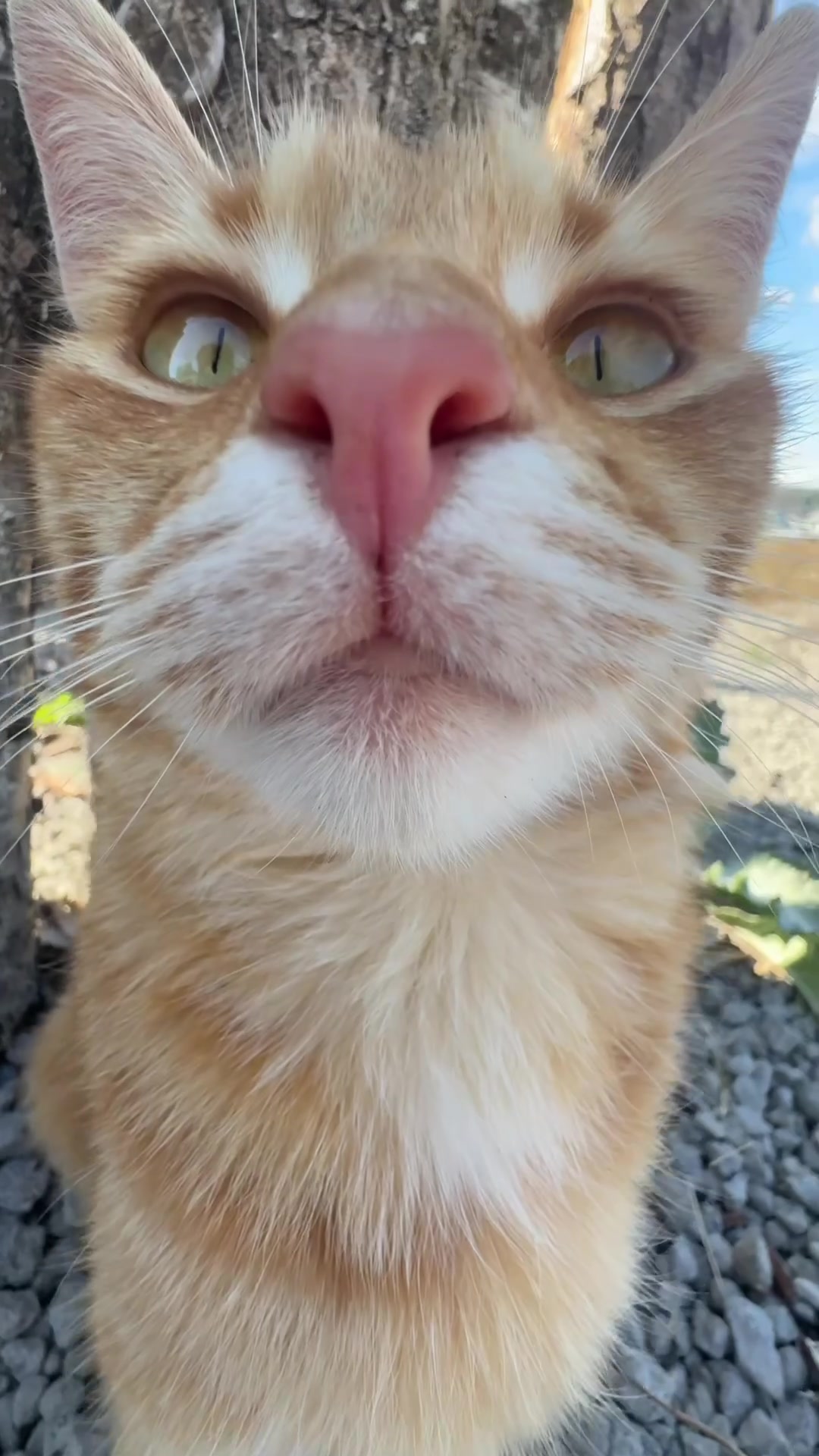 @Mittens