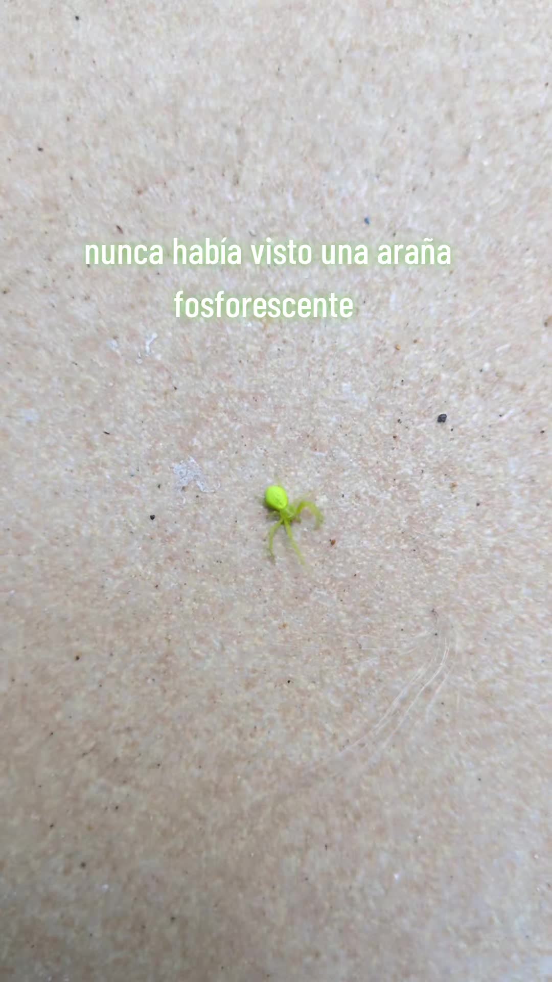 @Paula Flores