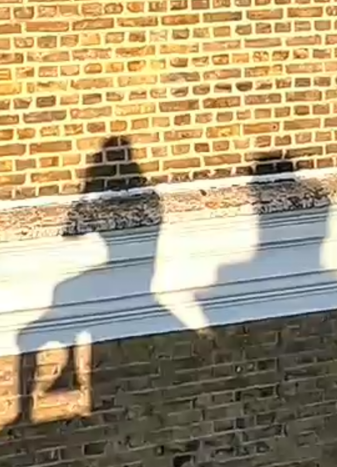 @ボロウスキー クモ