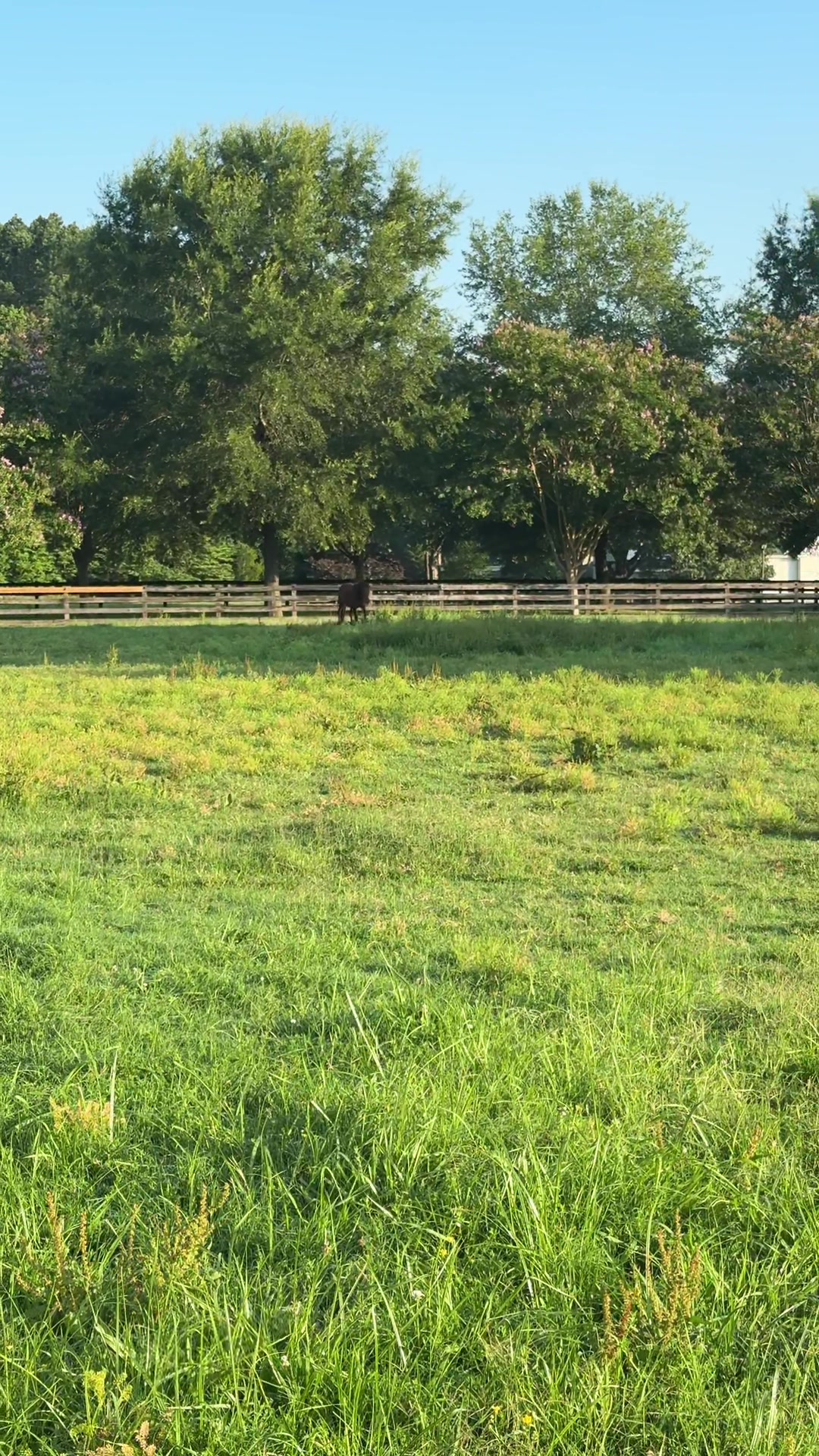 @Boos Little Farm