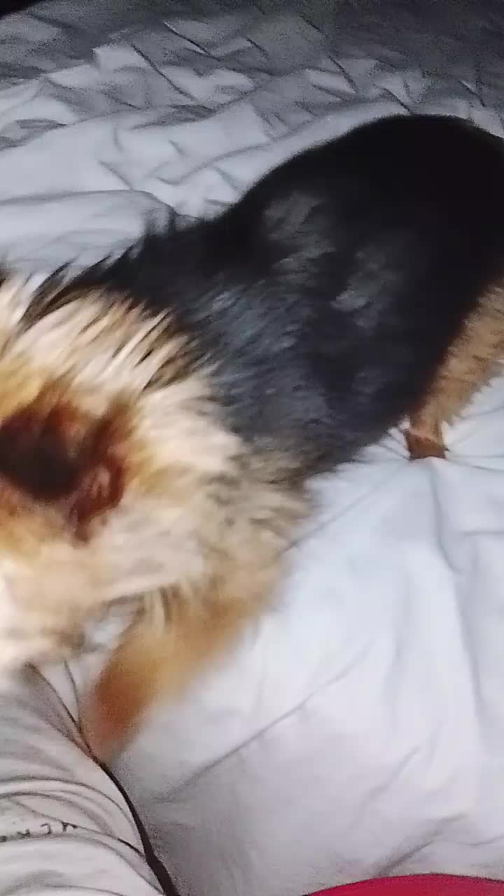 @petfamily4