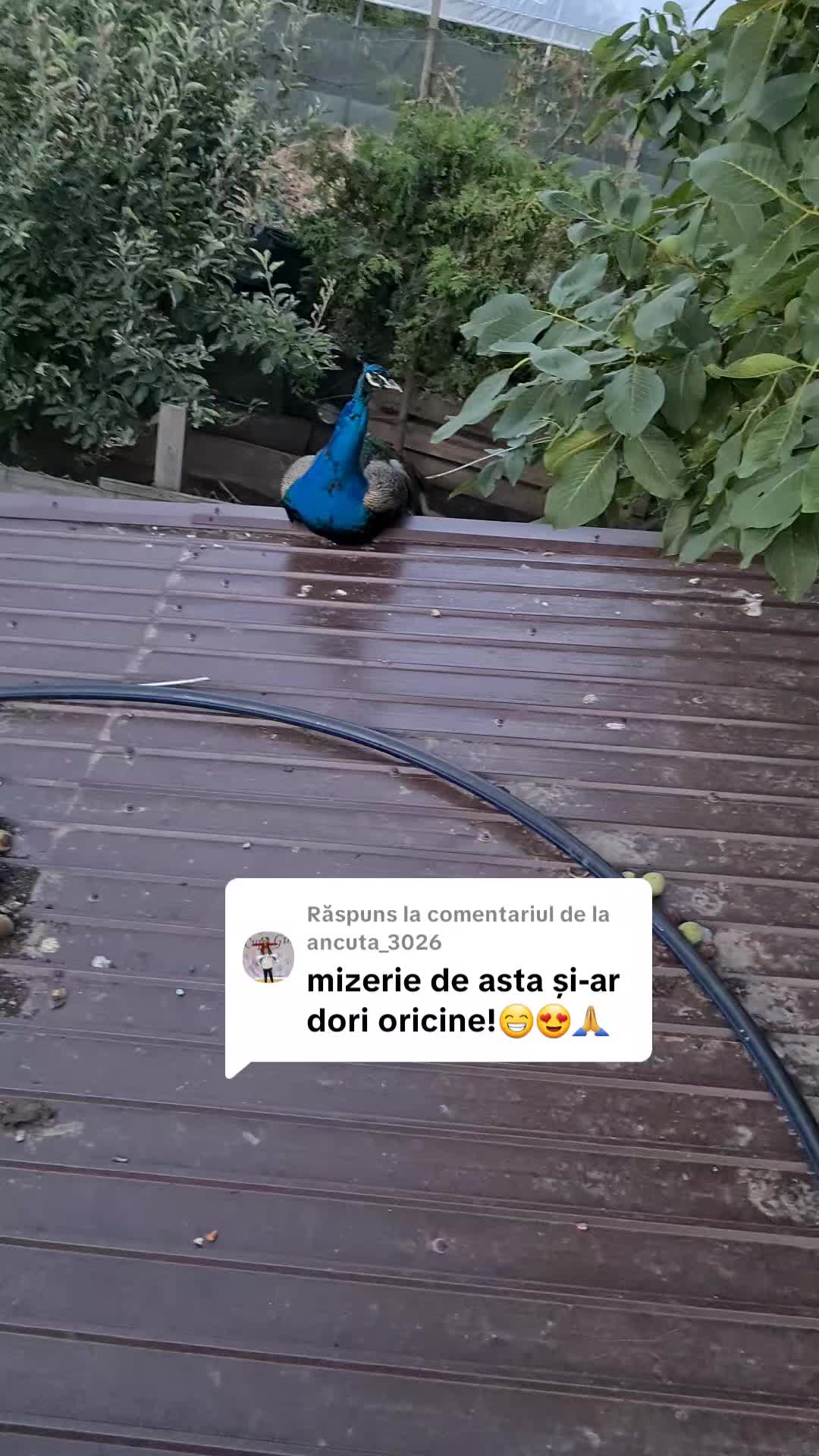 @Bogdan Hriscu