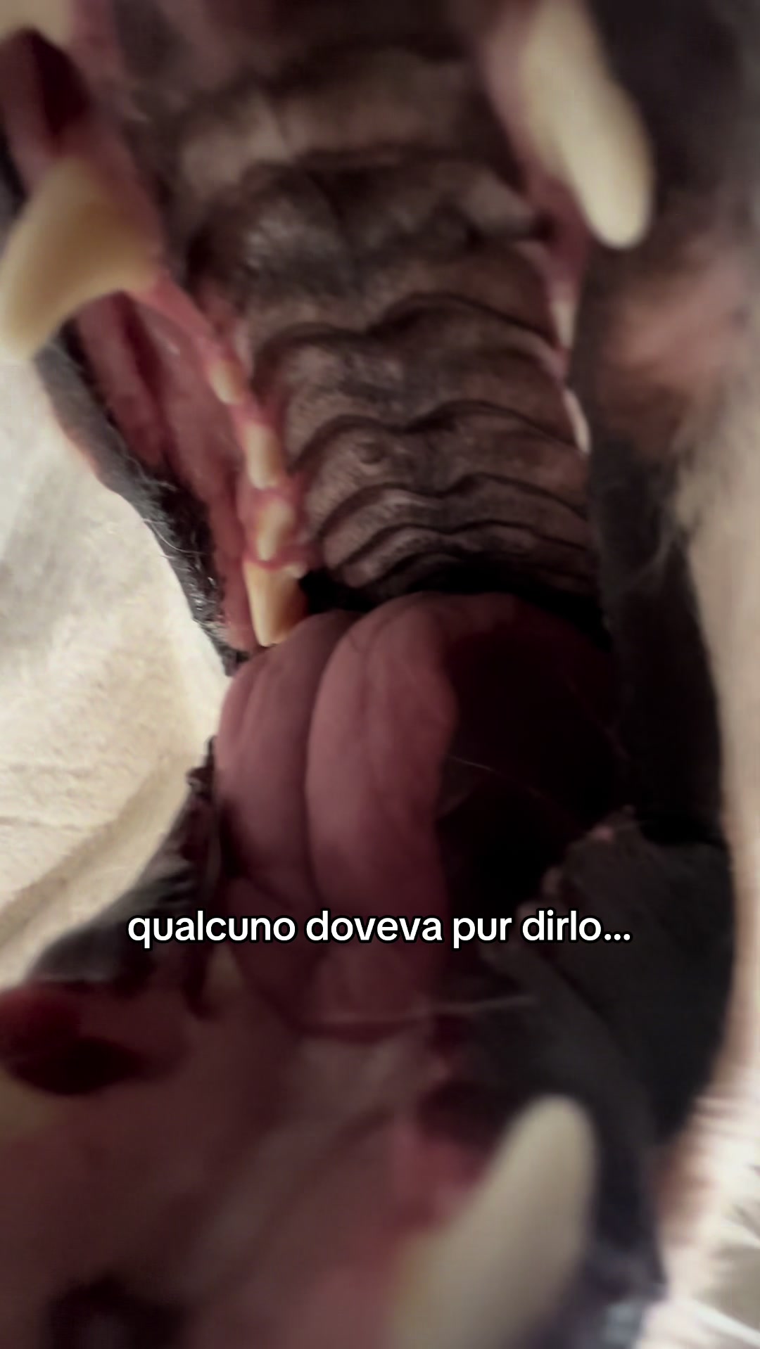 @Giorgia Capolongo