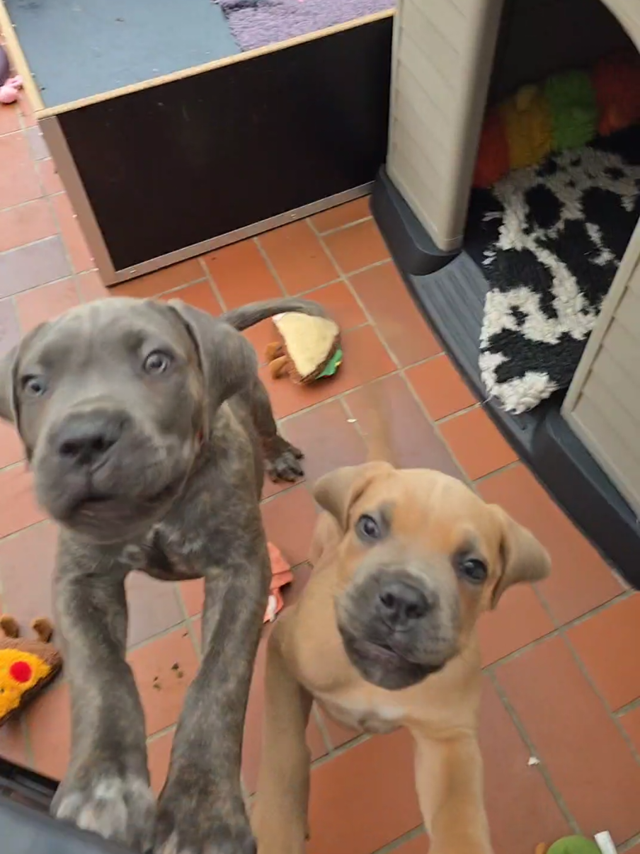 @canecorsodortmund