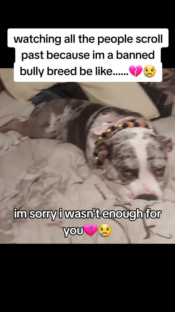 @kirsty+starlight the xl bully
