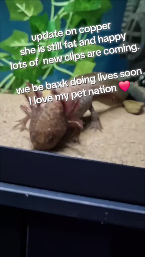@Jp's Pet nation