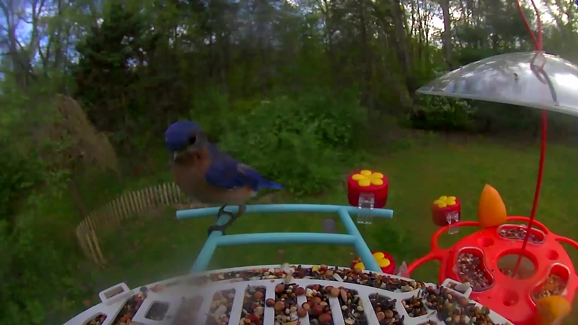 @Bird feeder Cam