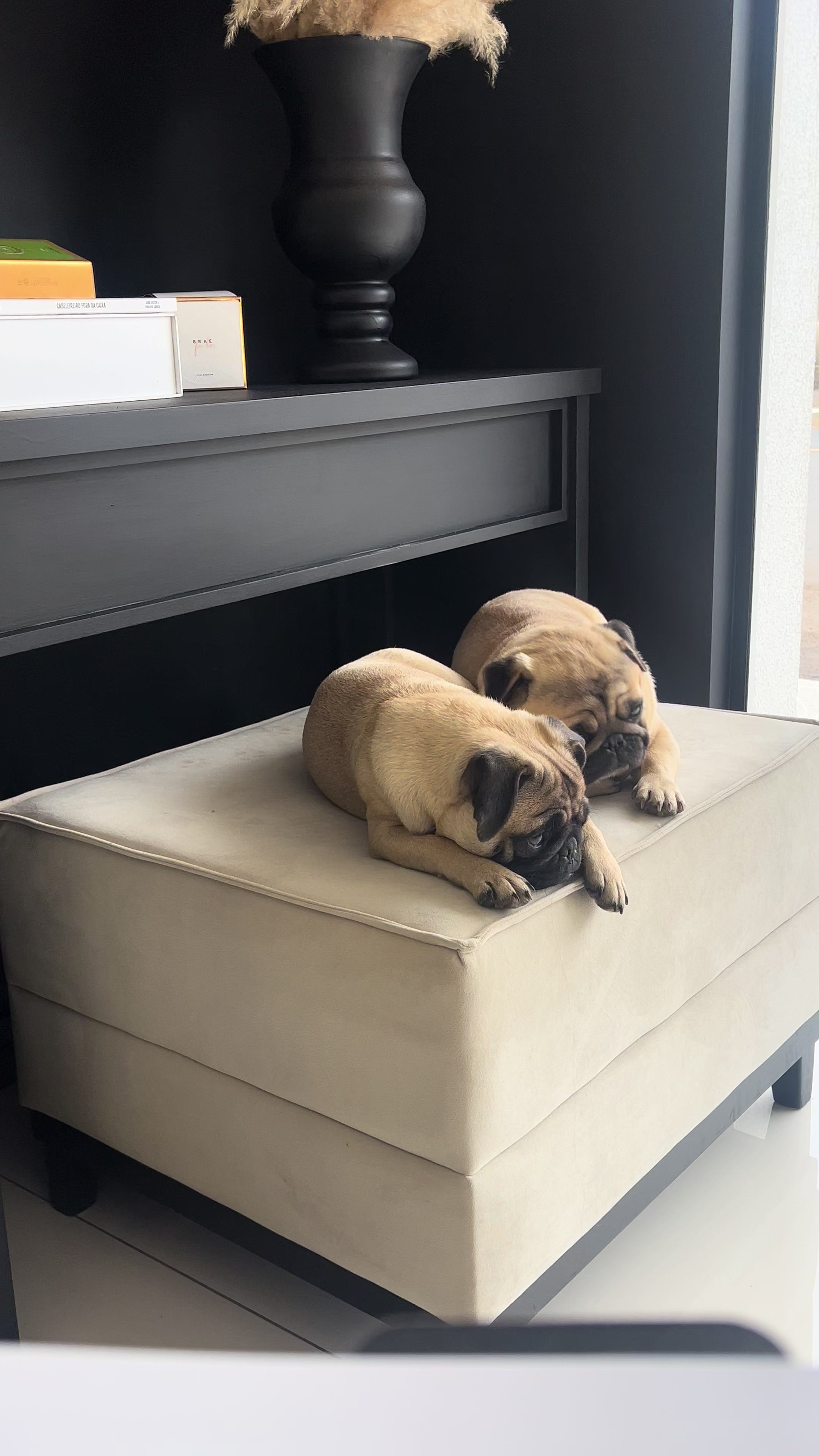 @pugSofyHarry