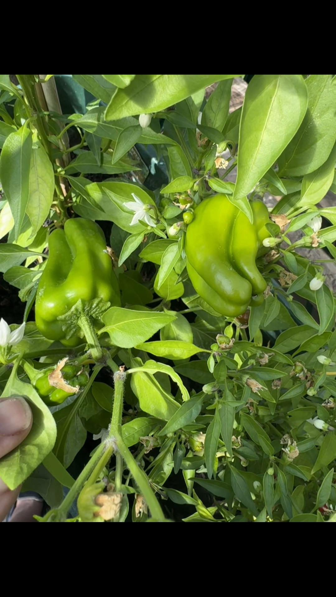 @Granddad Greenhouse