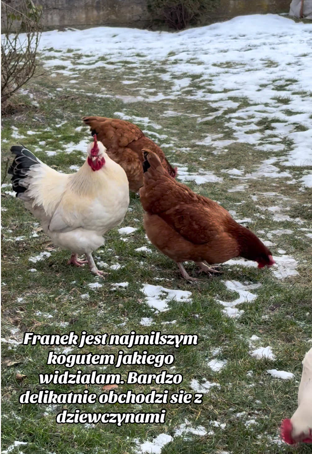@hens🐔