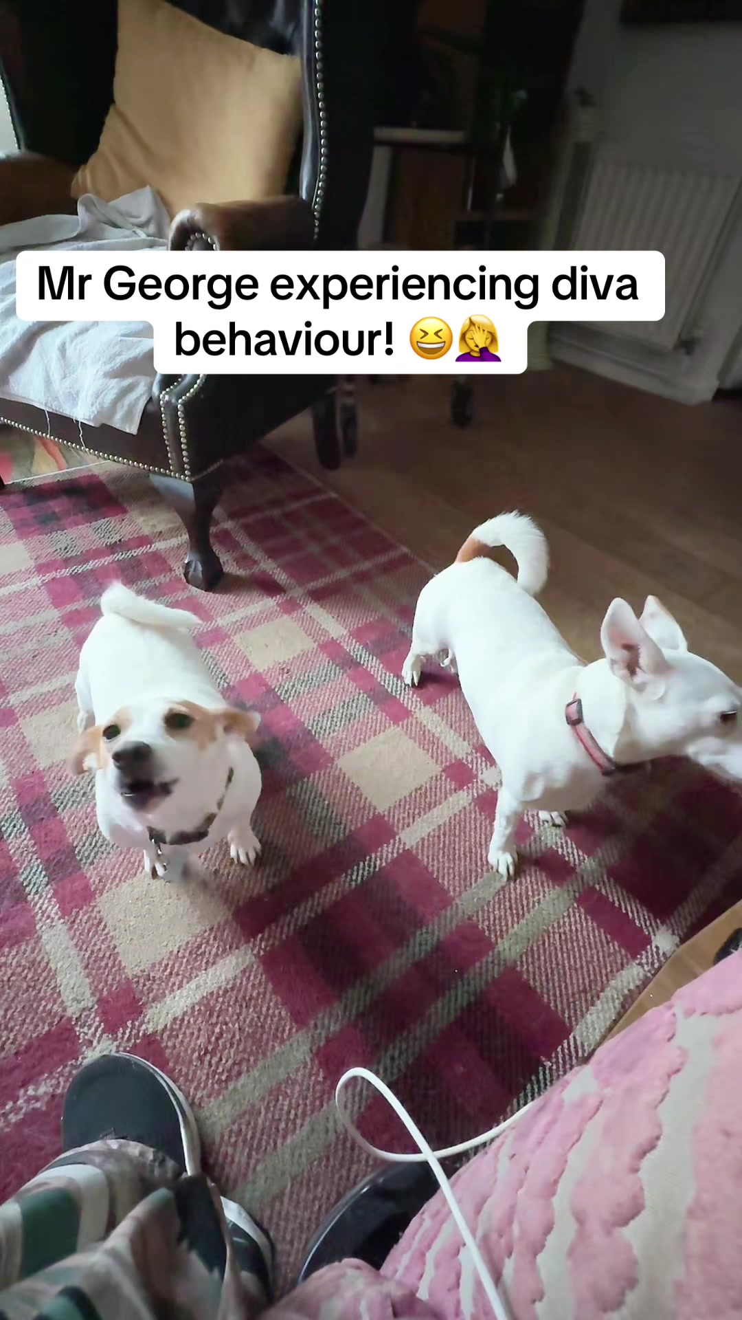@spirit_and_paw