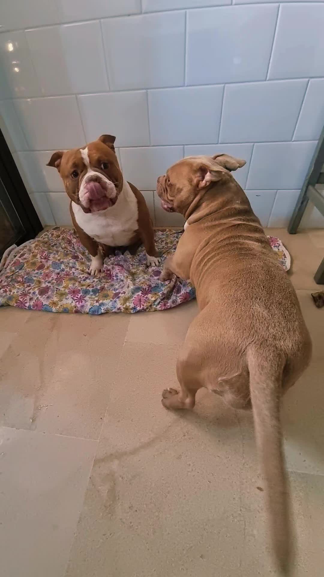 @Americanbully.Boyka