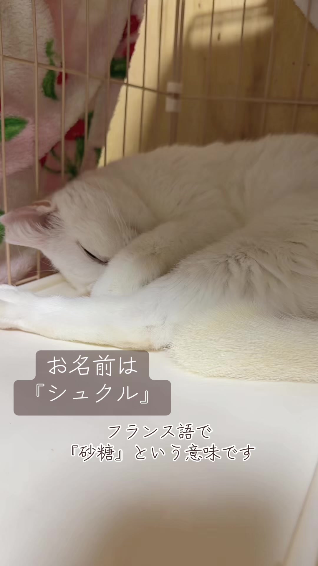 @𝓡𝓮𝓷🍯🐈