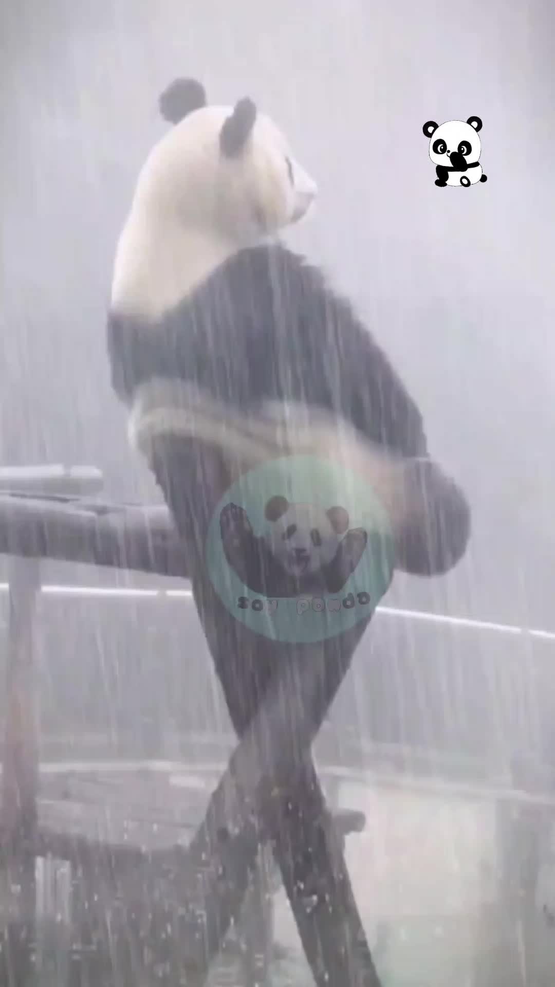 @Pandavibes