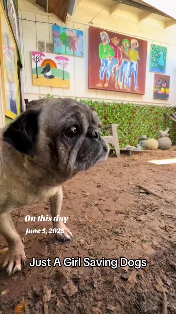 @Just A Girl Saving Dogs