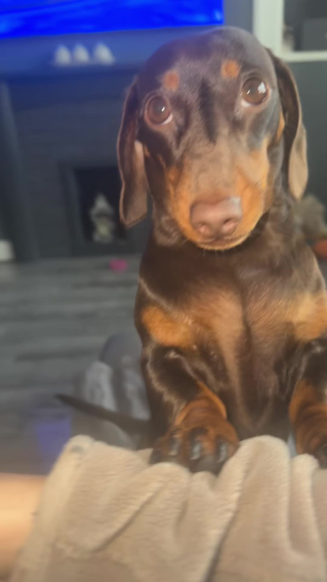 @ciciolive_mini_weiners